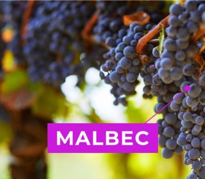 Malbec argentino: una gran oportunidad para los compradores de vinos a granel de gran calidad