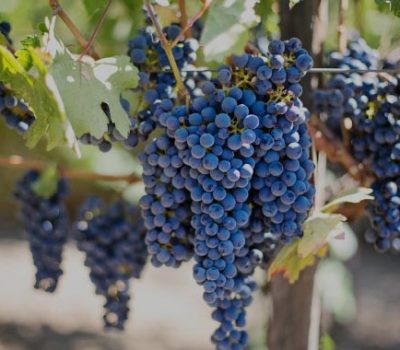 Syrah, a variety with great enological and commercial potential in Argentina